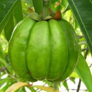 garcinia cambogia