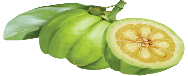 Garcinia Cambogia 101