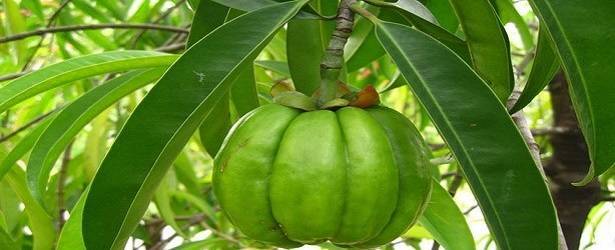 Garcinia Cambogia Facts