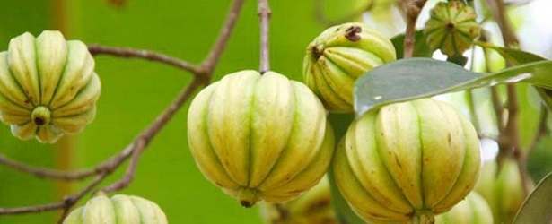 The Garcinia Cambogia Fruit